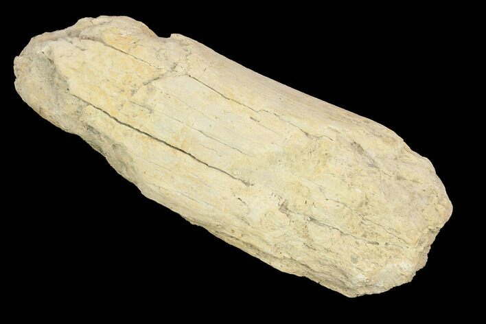 Unidentified Fossil Bone Section - North Dakota #120516